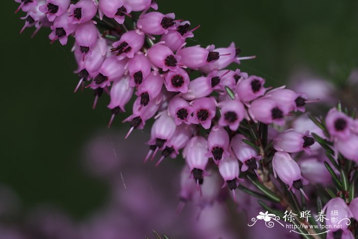 欧石楠Erica carnea