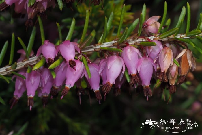 欧石楠Erica carnea