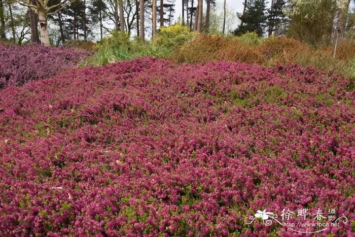 欧石楠Erica carnea