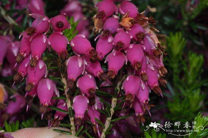 欧石楠Erica carnea