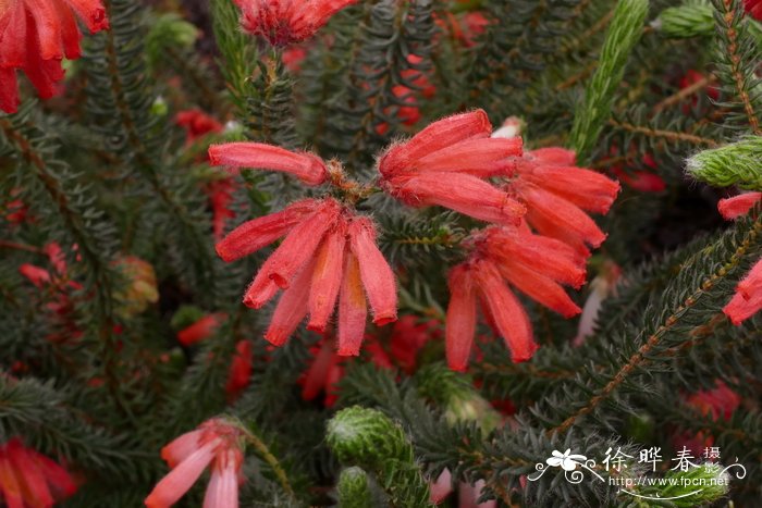 电珠花欧石楠Erica cerinthoides