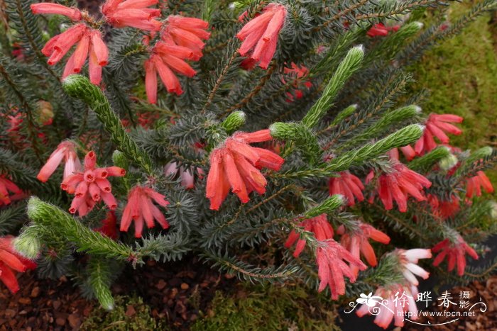 电珠花欧石楠Erica cerinthoides