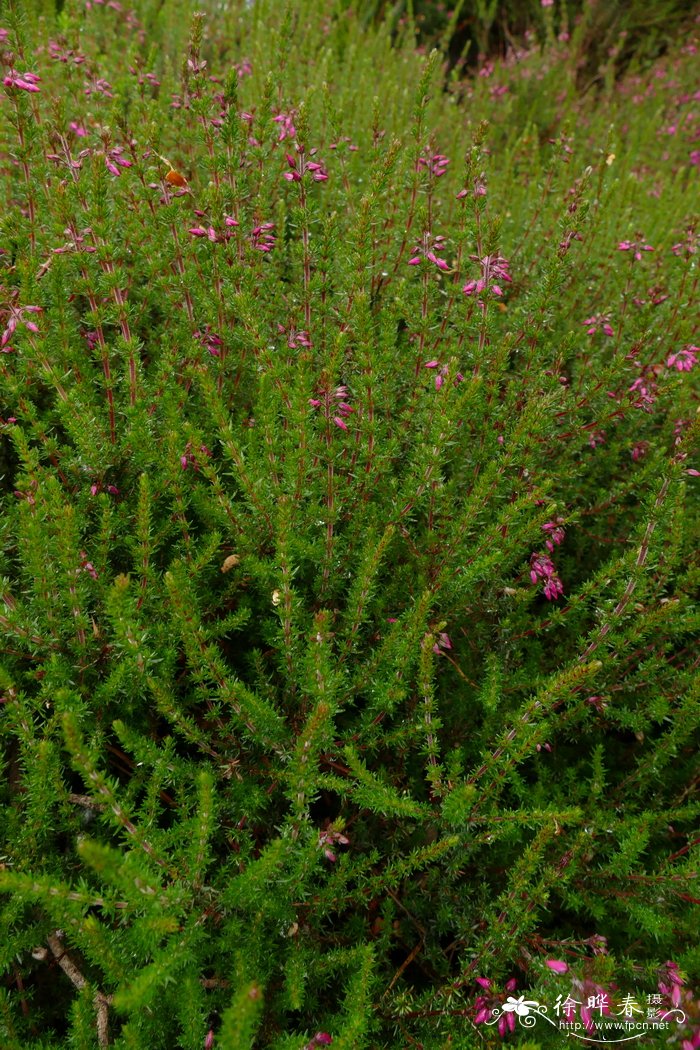 紫花欧石南Erica cinerea