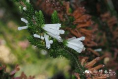 '白花快乐'变色欧石楠Erica colorans 'White Delight'