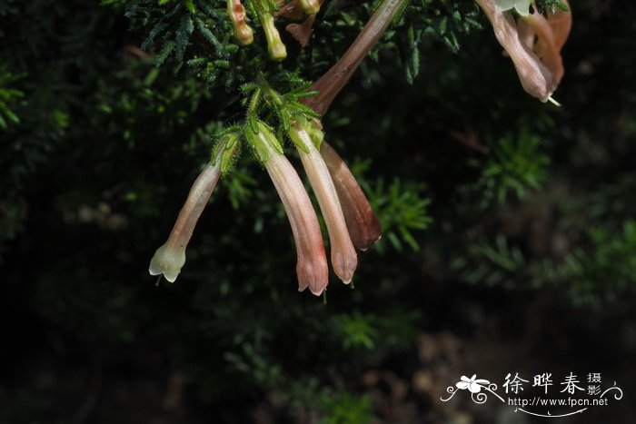 腺毛欧石楠Erica glandulosa