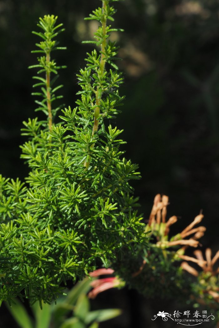 腺毛欧石楠Erica glandulosa