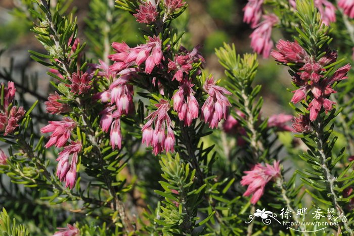 黎巴嫩欧石楠Erica sicula subsp. libanotica