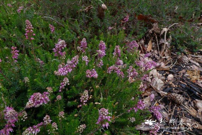 ‘巴尔干玫红’细尖叶欧石南Erica spiculifolia ‘Balkan Rose’