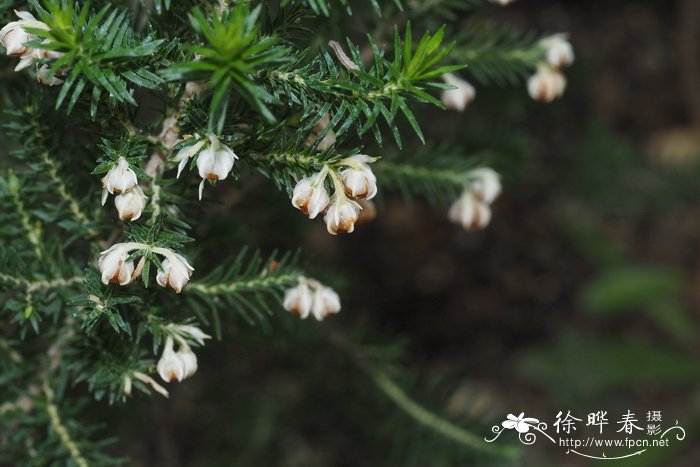 喙花欧石楠Erica triflora