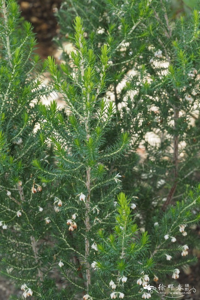 喙花欧石楠Erica triflora