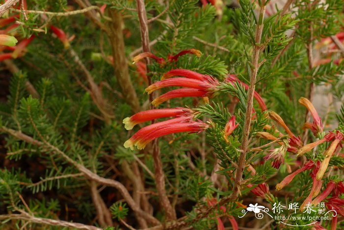 多色欧石南Erica versicolor