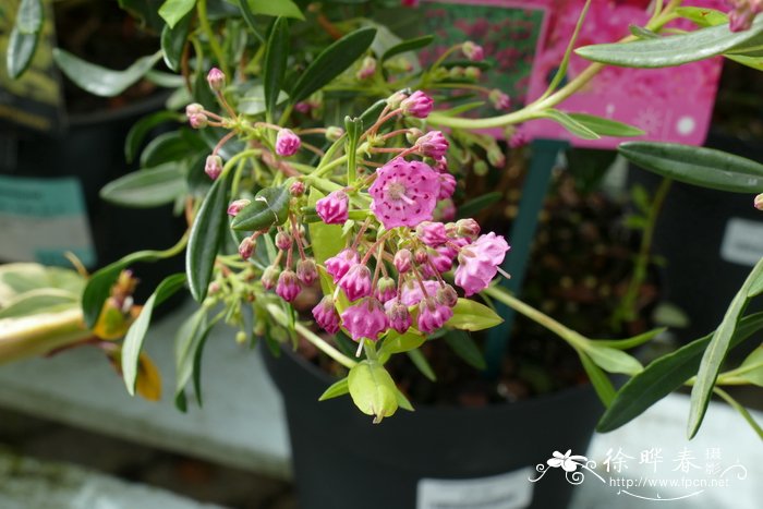 '玫红'狭叶山月桂 Kalmia angustifolia 'Rubra'