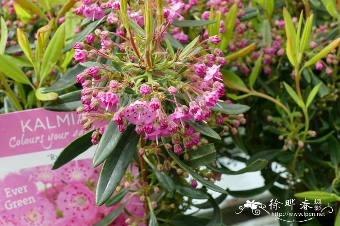 '玫红'狭叶山月桂 Kalmia angustifolia 'Rubra'