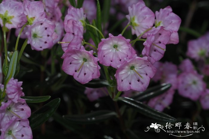 Kalmia polifolia