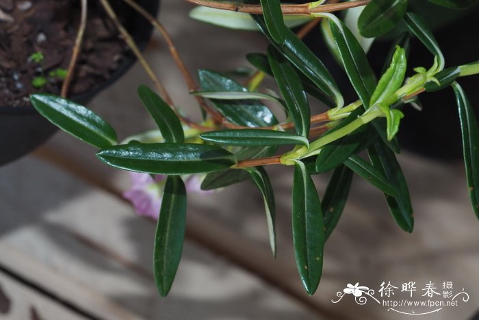 Kalmia polifolia