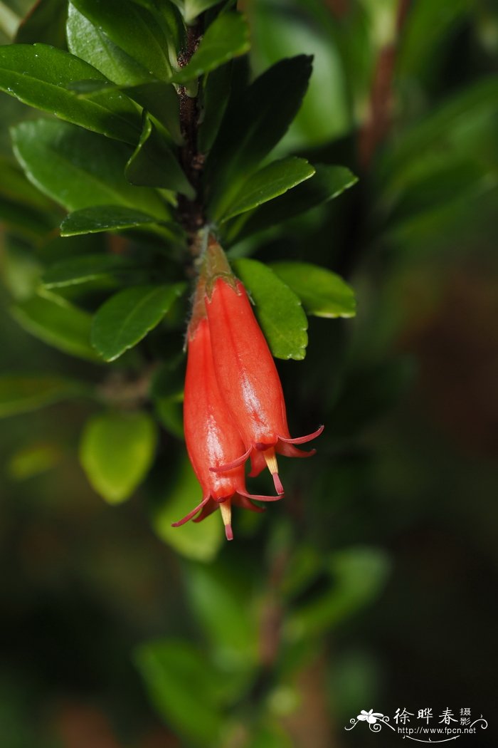 黄杨叶树萝卜Agapetes buxifolia