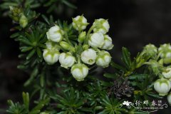 阿留申松毛翠Phyllodoce aleutica