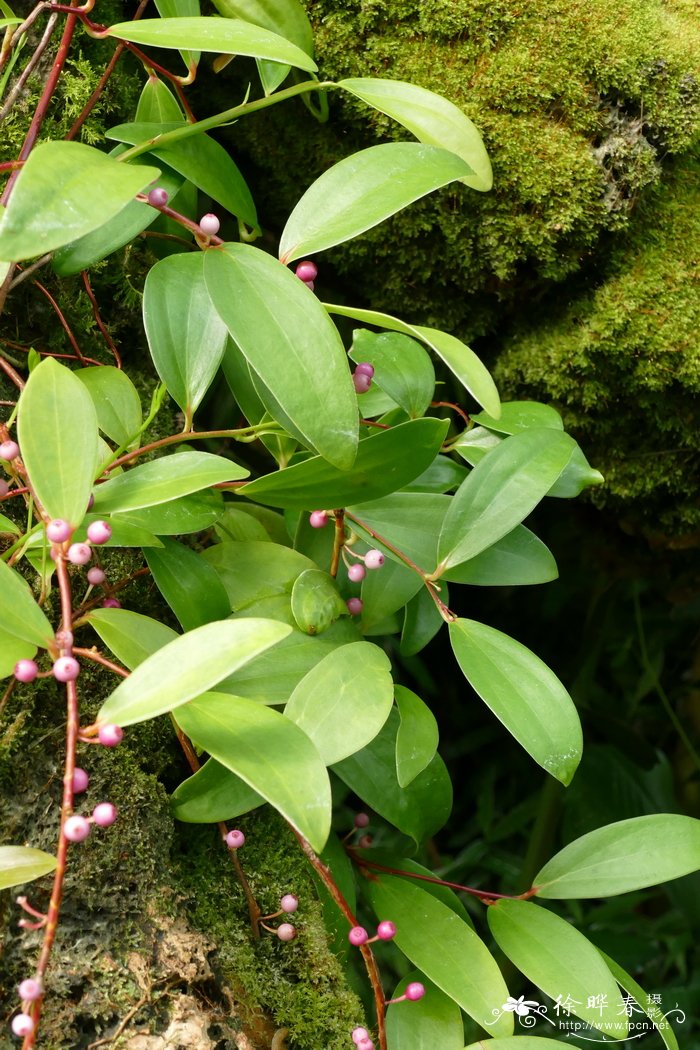 婆罗洲腺叶莓Costera endertii