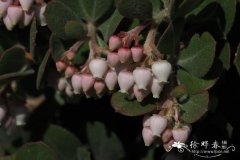 密花熊果Arctostaphylos densiflora