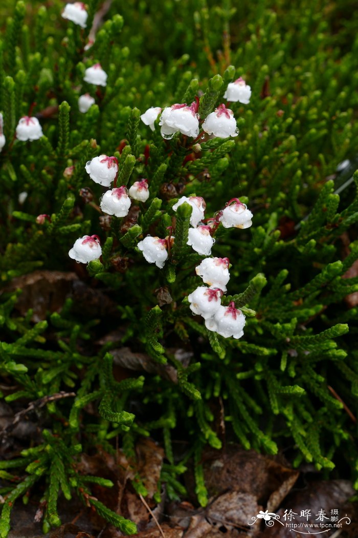 梅腾斯岩须Cassiope mertensiana