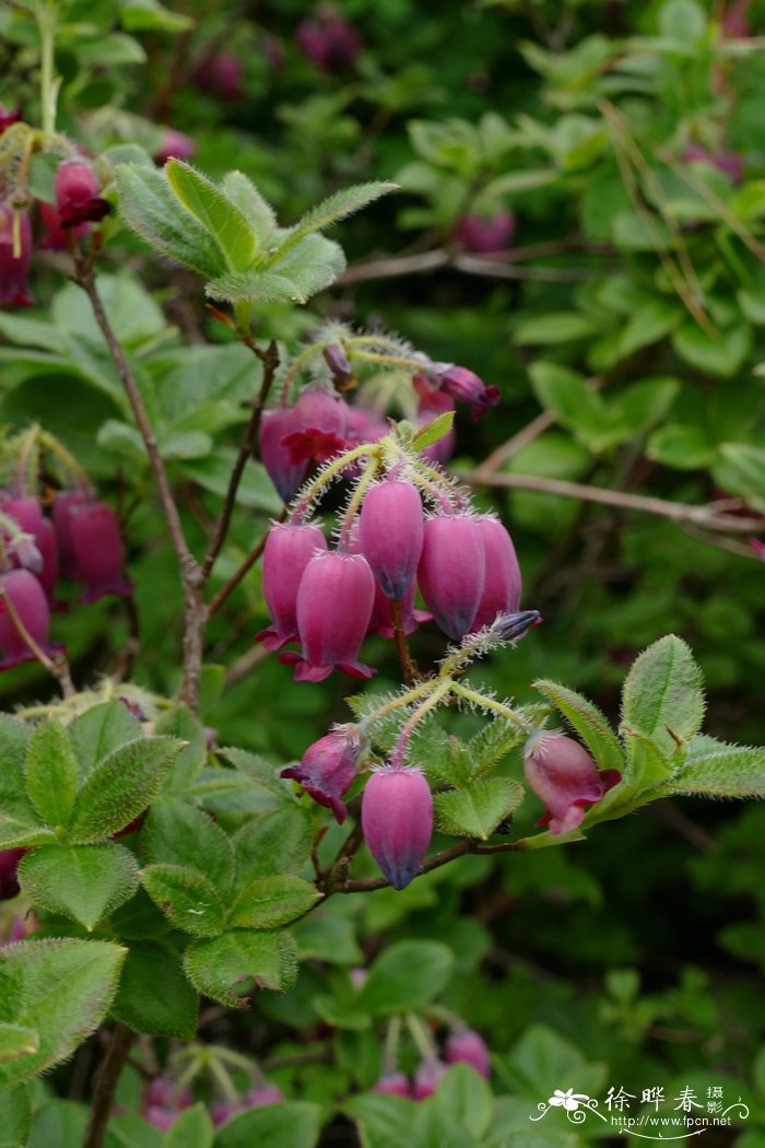 睫毛萼璎珞杜鹃 Menziesia ciliicalyx