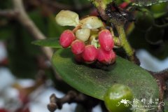 顶苞越橘Vaccinium acrobracteatum