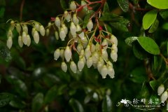 克莱思越橘Vaccinium clementis