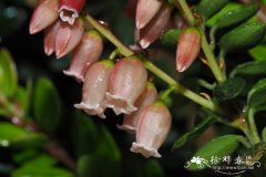 革叶越橘Vaccinium coriaceum