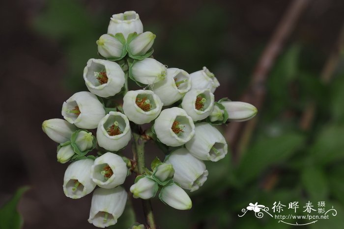 '蓝丰' 蓝莓 Vaccinium corymbosum 'Bluecrop'