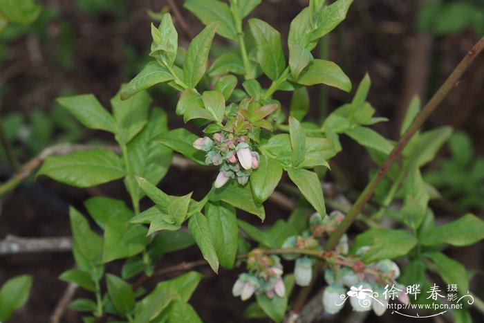 '蓝丰' 蓝莓 Vaccinium corymbosum 'Bluecrop'