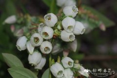 '科维尔' 蓝莓Vaccinium corymbosum 'Coville'