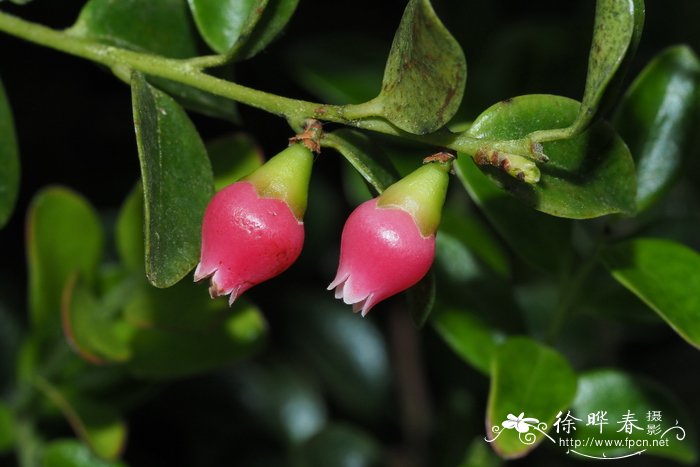 Vaccinium finisterrae