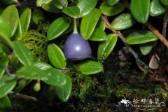 细种越橘Vaccinium leptospermoides