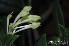 白果越橘Vaccinium leucobotrys