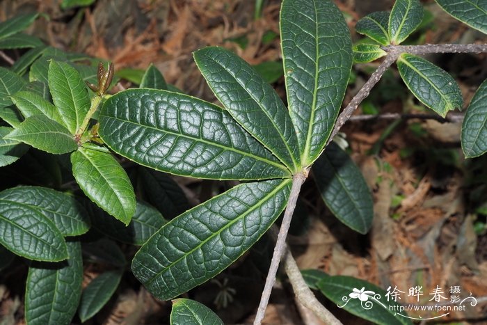 白果越橘Vaccinium leucobotrys