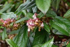 '相册'小果红莓苔子 Vaccinium microcarpum 'Album'