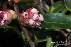 荚蒾叶越橘Vaccinium sikkimense