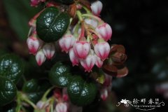 抱石越橘Vaccinium nummularia