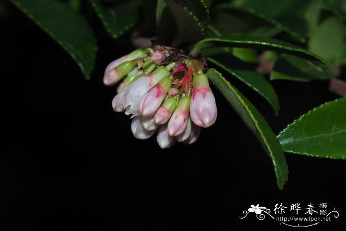 倒卵叶越橘Vaccinium ovatum