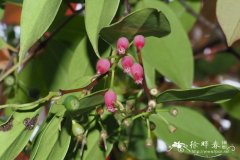 Vaccinium striicaule