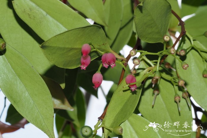 Vaccinium striicaule