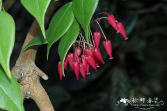 细柄越橘Vaccinium tenuipes