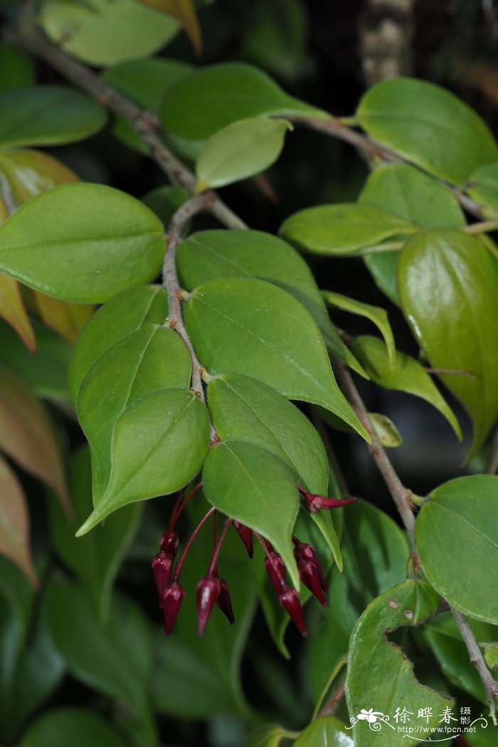 细柄越橘Vaccinium tenuipes