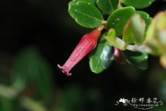 怀特越橘Vaccinium whitfordii