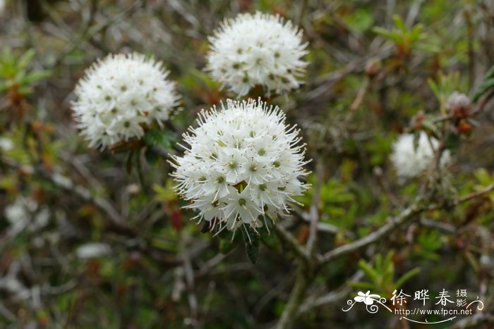 ‘紧凑’加茶杜香Ledum groenlandicum 'Compactum'‘