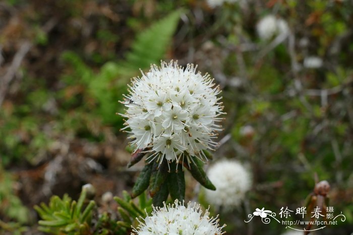 ‘紧凑’加茶杜香Ledum groenlandicum 'Compactum'‘