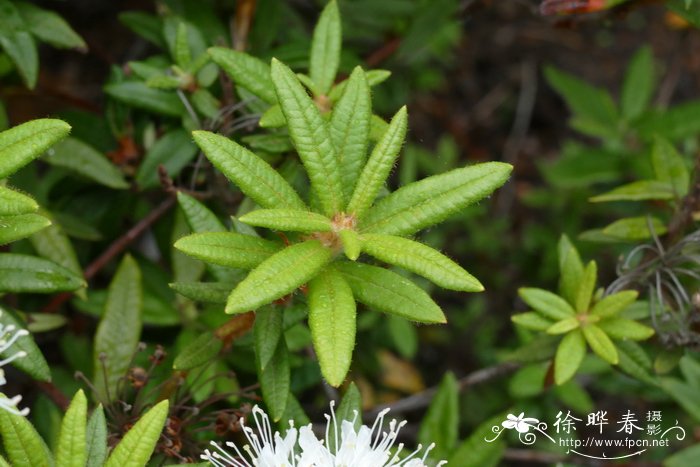 加茶杜香Ledum groenlandicum