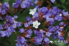 显著补血草 Limonium spectabile