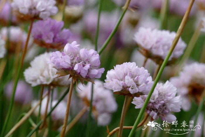 高山海石竹 Armeria alpina