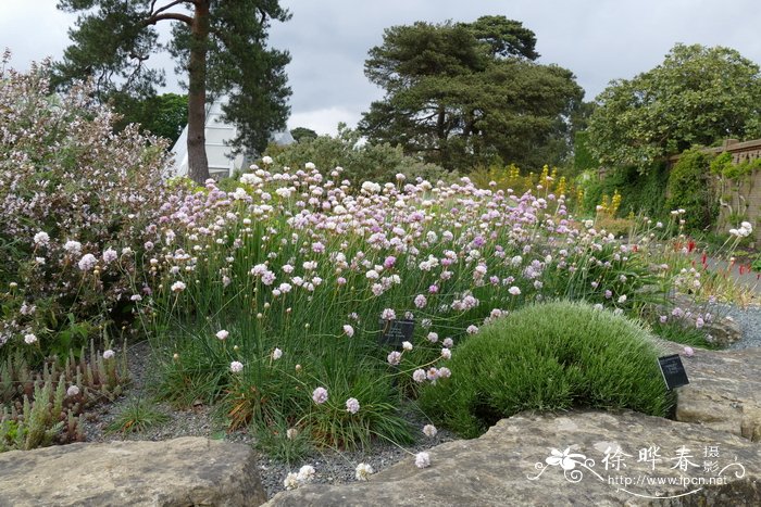 高山海石竹 Armeria alpina